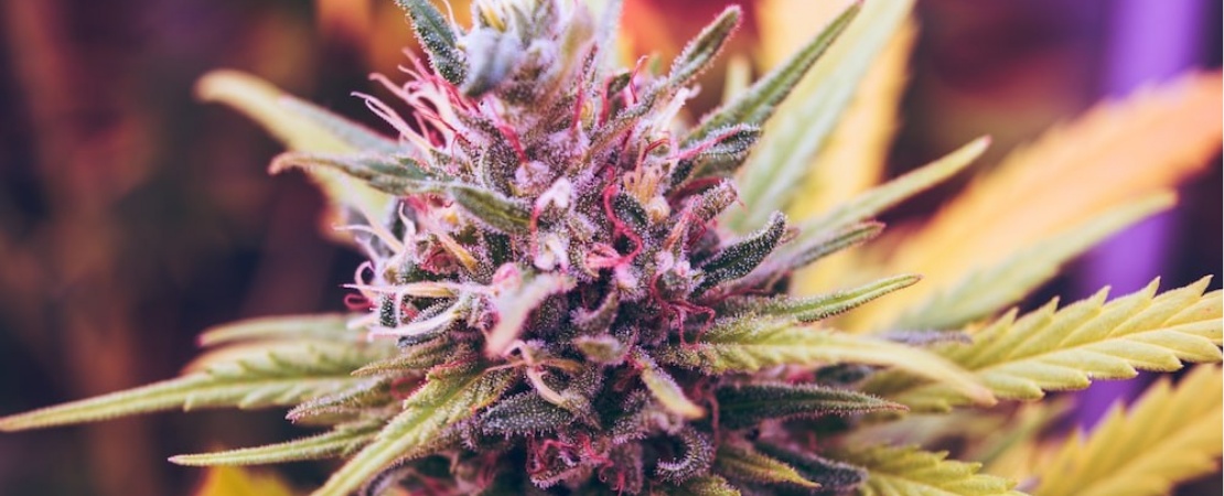Better known as buds, these are the magnum opus that makes cultivating cannabis worthwhile. In cannabis plant anatomy, flowers are where the essential cannabis components —cannabinoids, and terpenes—are concentrated.