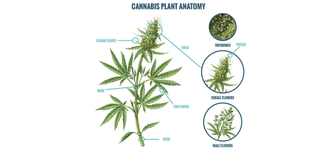 This process focused on one part of the cannabis plant, it can be easy for growers to look all parts that make up the cannabis plant anatomy.