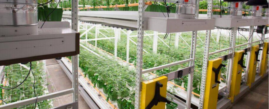 The grow shelves carry your plants, lighting, ventilation, and irrigation equipment, ensuring your plants get the right conditions for growth.
