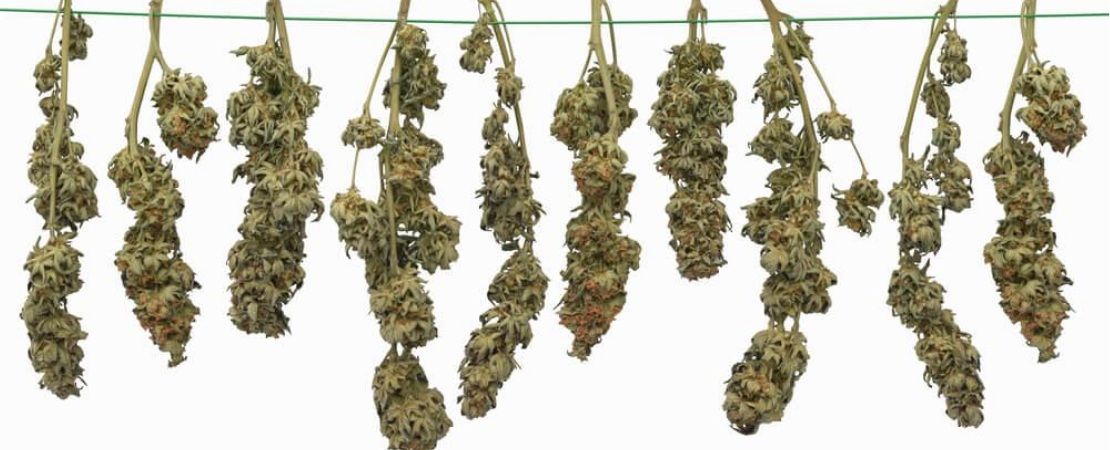 Drying cannabis involves removing about 75% of the plant's moisture content.