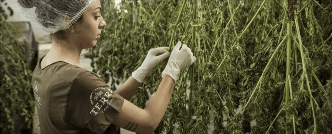 The hanging method involves hanging the whole cannabis plant or large branches on a line or hanger.