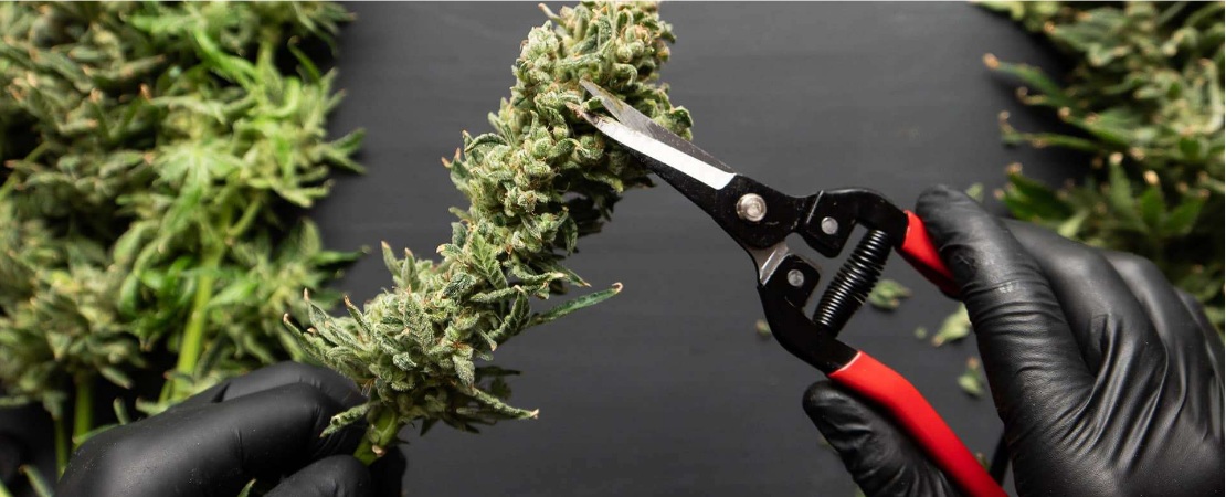 The long wait has ended, and it's time to prepare and harvest your rich cannabis buds.  