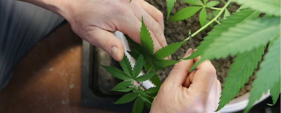 While the details of how to clone a cannabis plant are fairly easy to master, it's also important to learn how to care for your clones, so they grow into well-nourished and disease-free cannabis plants.