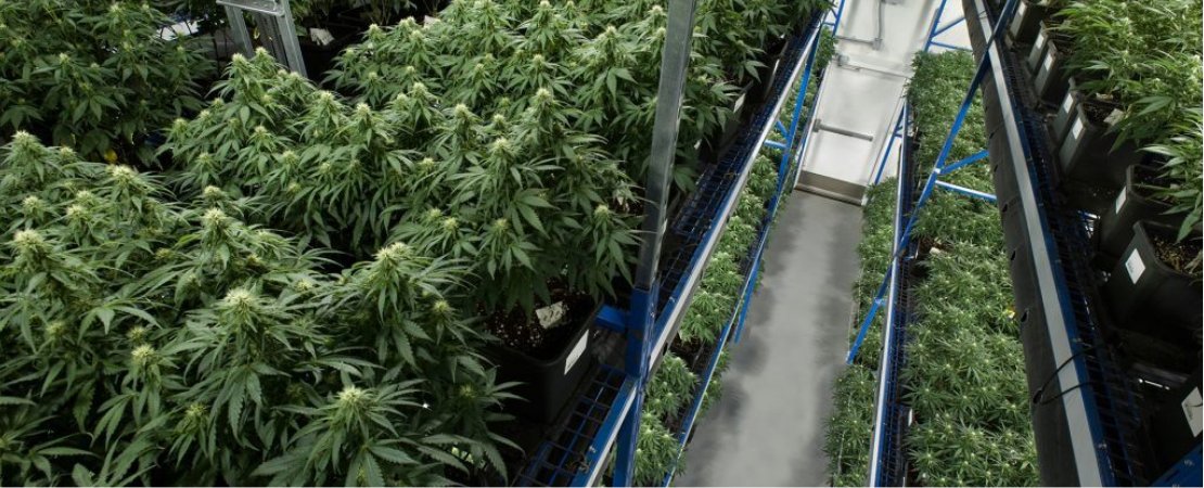 As you get to understand how to clone a cannabis plant you'll appreciate how cloning your cannabis from female plants will help cut back on your overhead costs. 