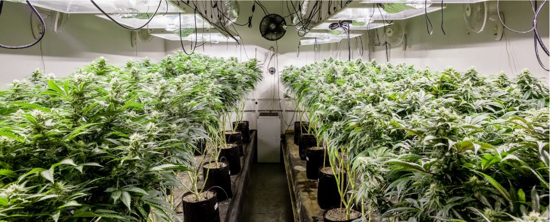 The week-by-week guide is to bring you accustomed to all that pertains to indoor cannabis growing and should not be a replacement for a professional, especially for a commercial cannabis grow. 