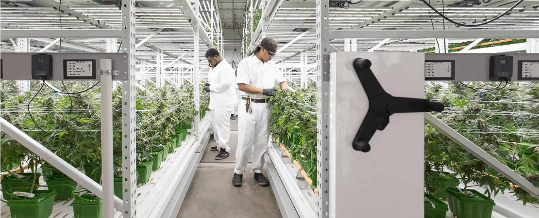 Choosing the proper grow shelves is pivotal to a successful cannabis indoor grow operation. They account for the biggest share of your initial investments, so you should ensure you get it right the first time.