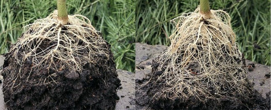 Cannabis roots project towards the growing medium from the plant's central stalk. The primary root is called a tap root, from which lateral roots and root hairs grow.
