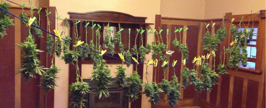Whether you prefer to rack dry or hang dry your cannabis, you'll need to set the plant up in a room optimized for drying.