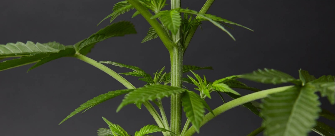 The stem is the literal and figurative backbone of the cannabis plant. From this structure, all other parts that form the cannabis plant anatomy grow.