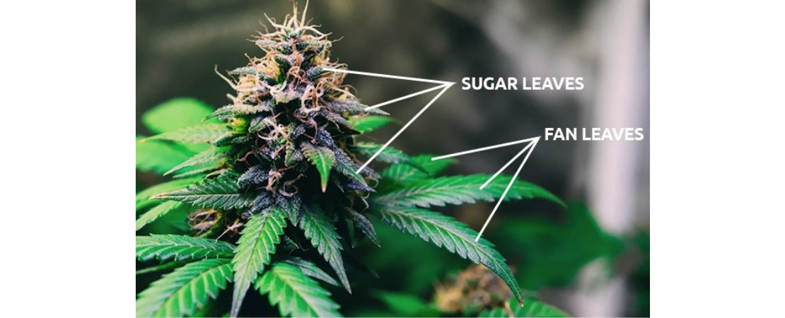 Between and around the cannabis flowers or buds, you'll spot small sprouting leaves covered in sugar-like crystals. These are what are known as sugar leaves.