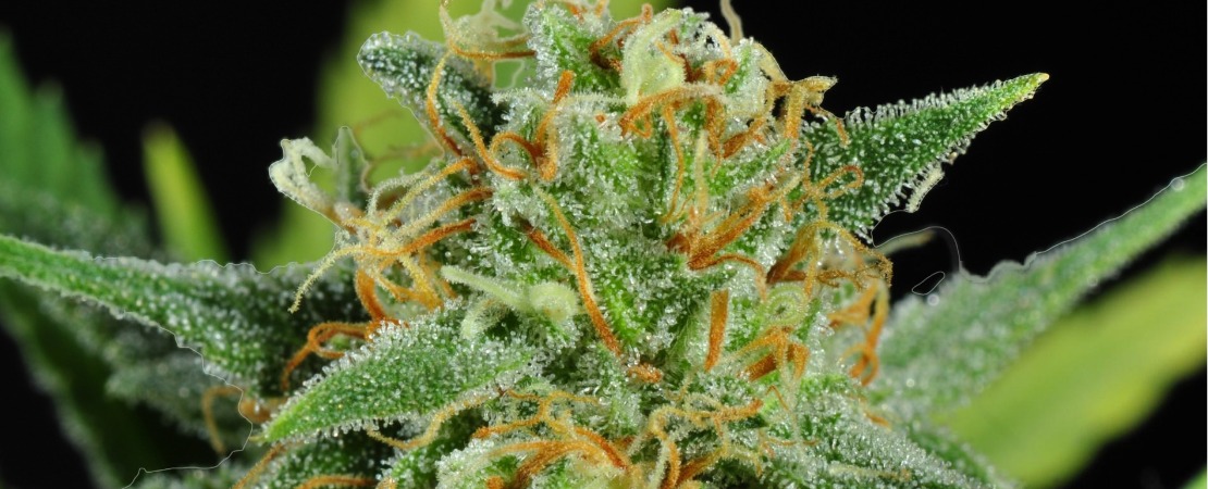Cola (bud site) is a cluster of buds that grow tightly at the top of the marijuana plant.