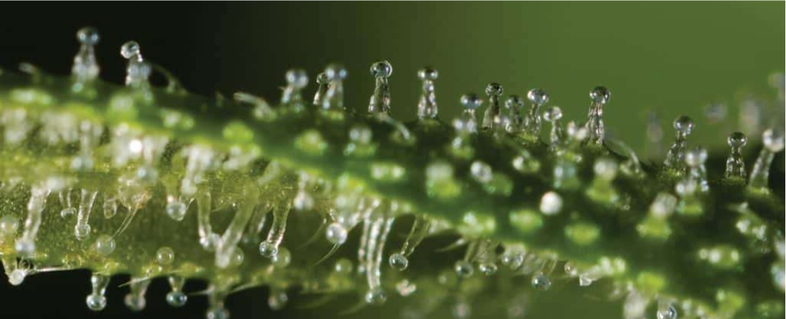 Trichomes are the literal cream of the cannabis plant anatomy. You can see them throughout your cannabis buds.