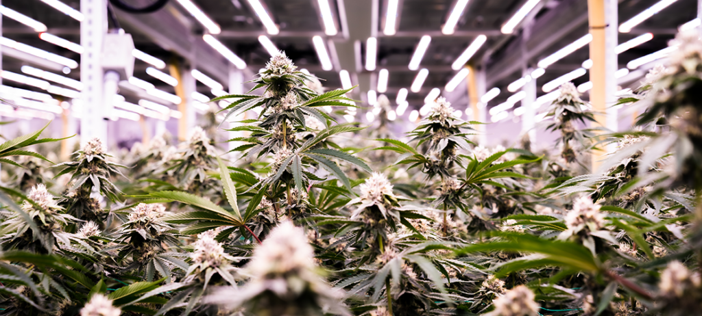 An intelligent cannabis grow house design is dependent on getting a good design team and plans for your indoor grow systems. Read on blog.