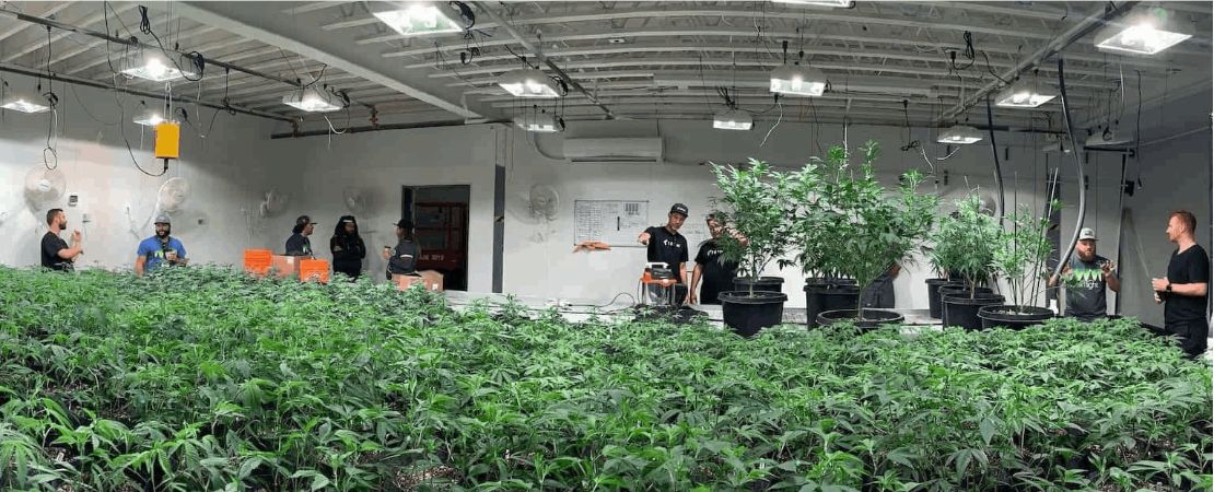 A cannabis warehouse grow room is an agricultural containment room in which cannabis (clones, seedings, and flowers) is grown under controlled environmental conditions.